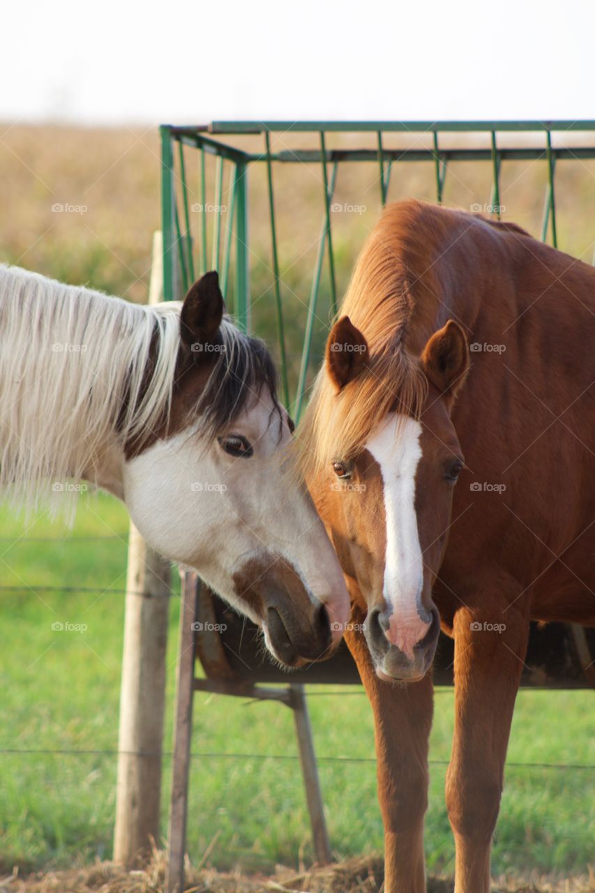 Two horses standing in front of a hay feeder, heads close together, on a beautiful early autumn day