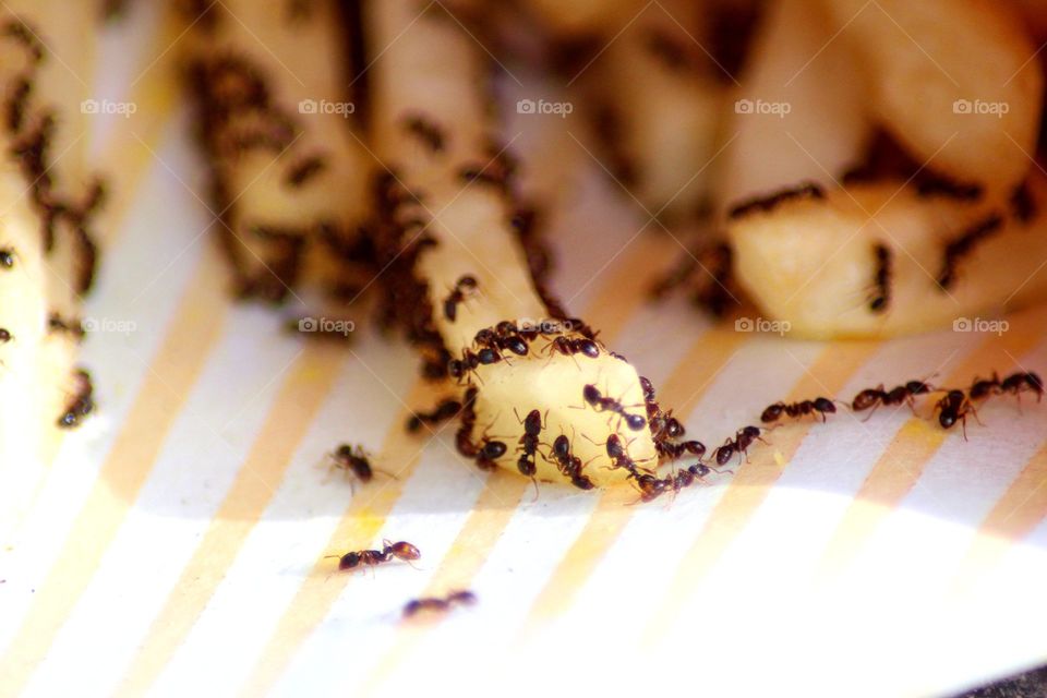Ant's and French Fries
