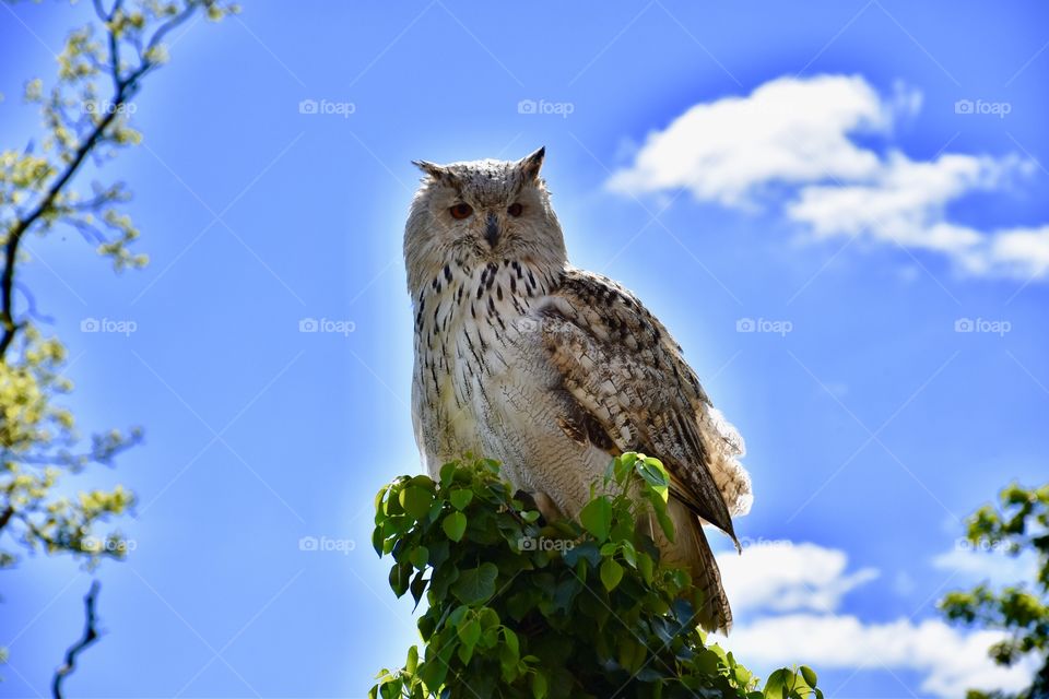 Owl sitting on a tree