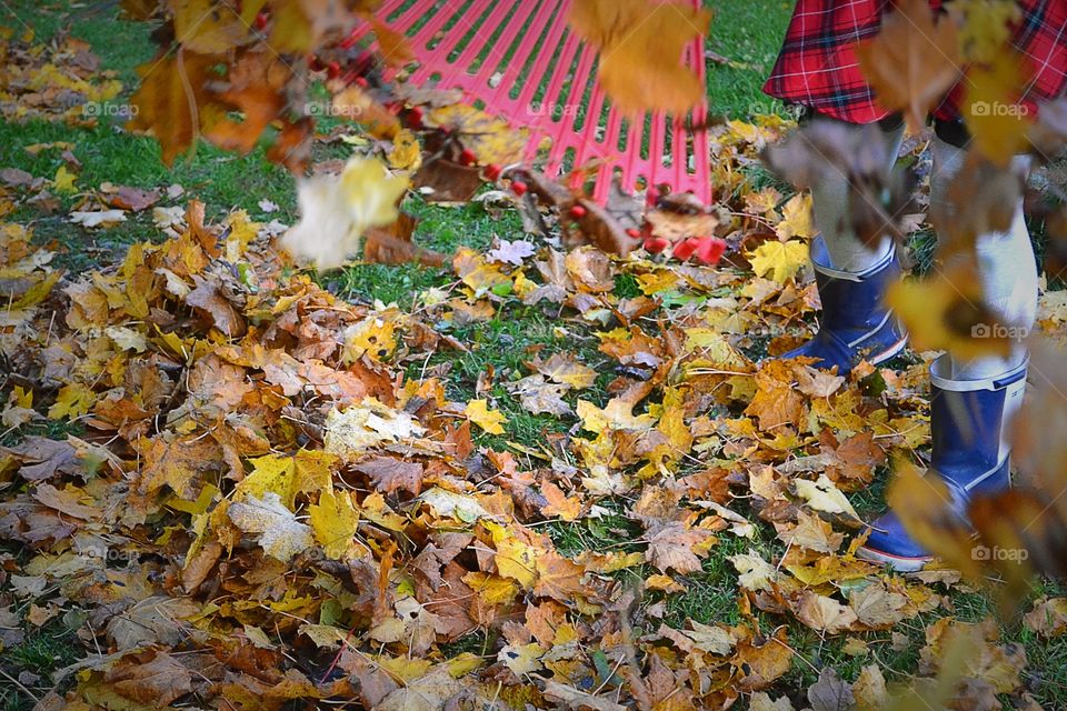 Raking leaves