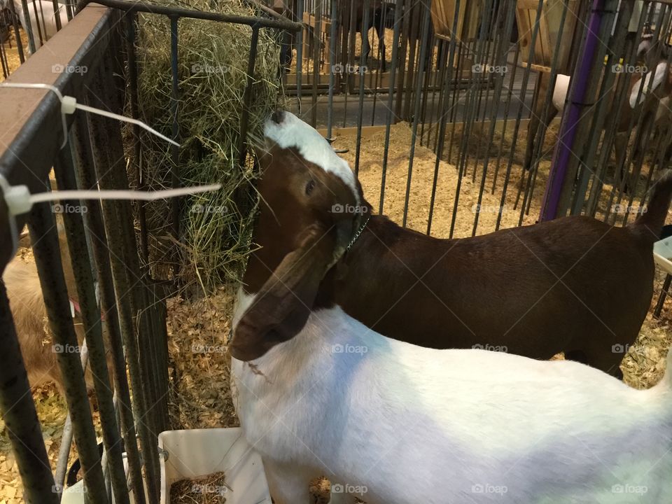 County Fair Goats