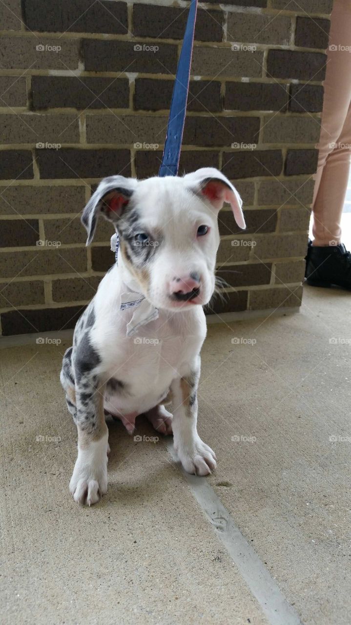 adorable, mixed breed, puppy, beautiful eyes, patient, quiet, male, cute