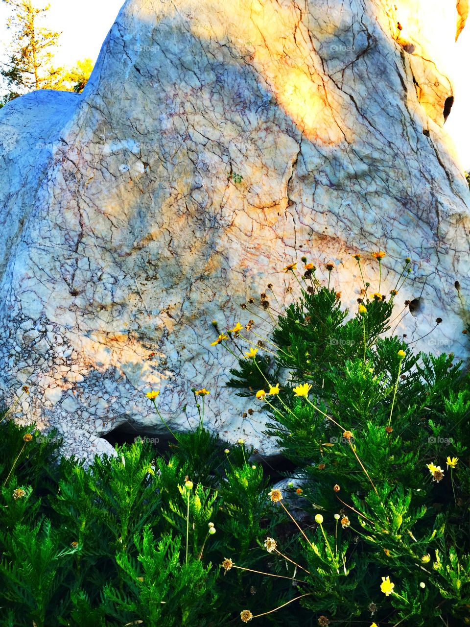 Flowers against a rock