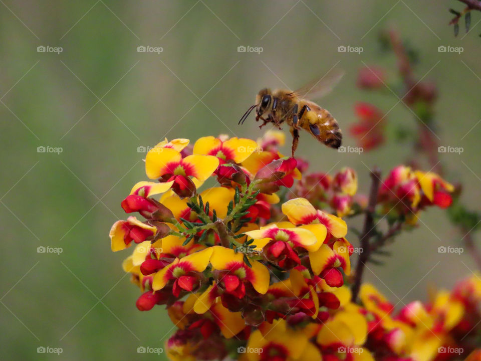 Bee collecting pollen. 🐝