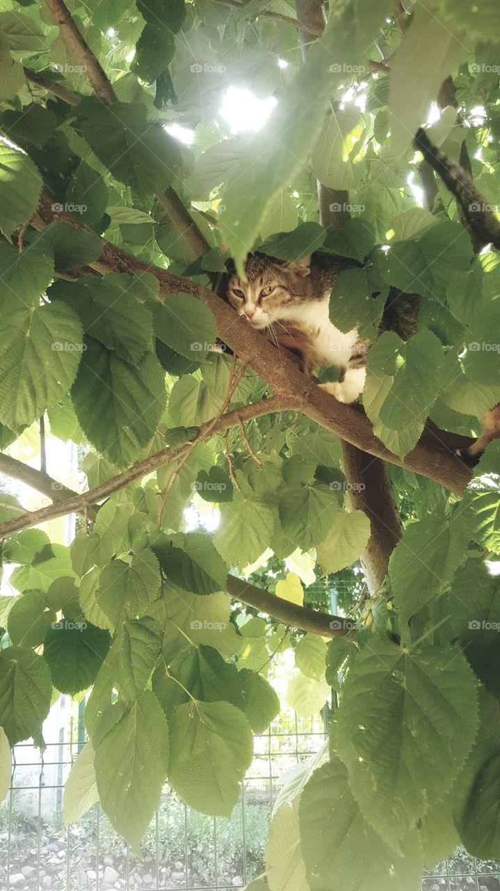 A cat is in the tree