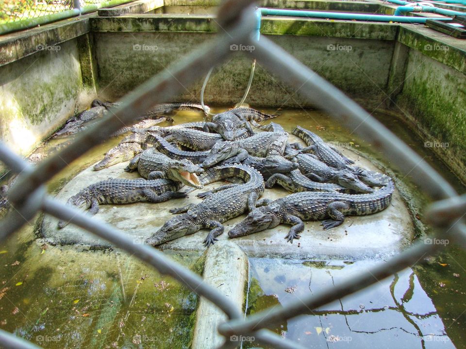 Crocodile farm