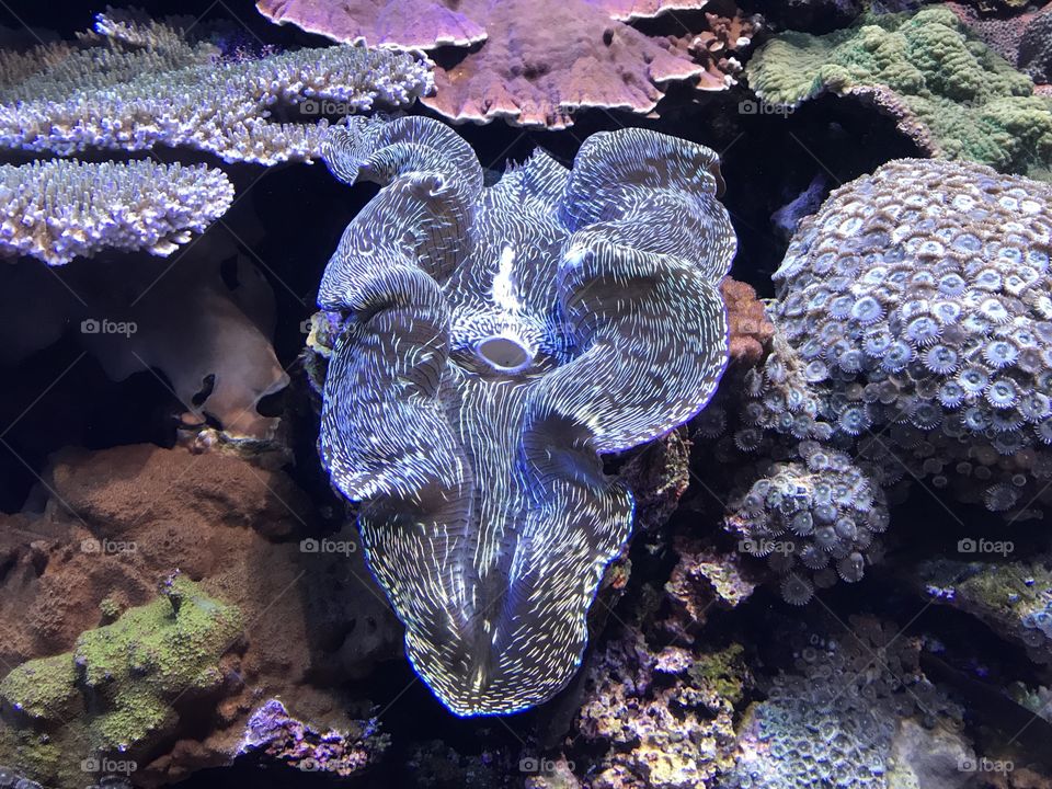 Undersea life at Aquarium