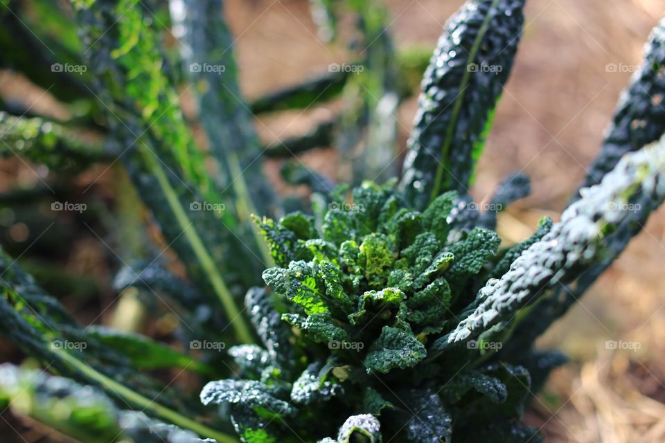 Green cabbage in the autumnal garden 