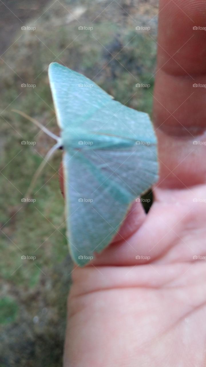 Little cyan blue butterfly perched on the finger