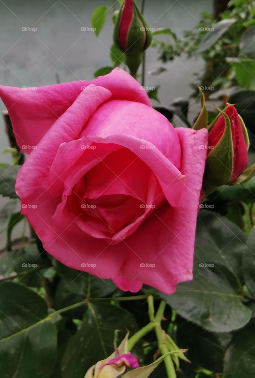 A beautiful day with rose