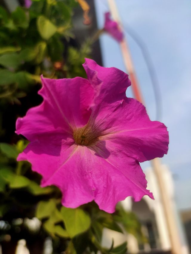 a beautiful pink flower