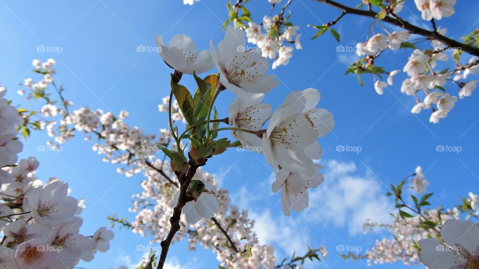 Sakura. Spring came and went
