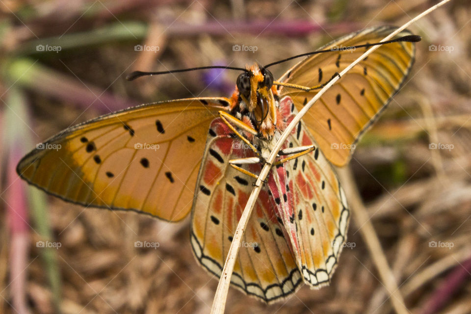 orange butterfly close up on a thin twig