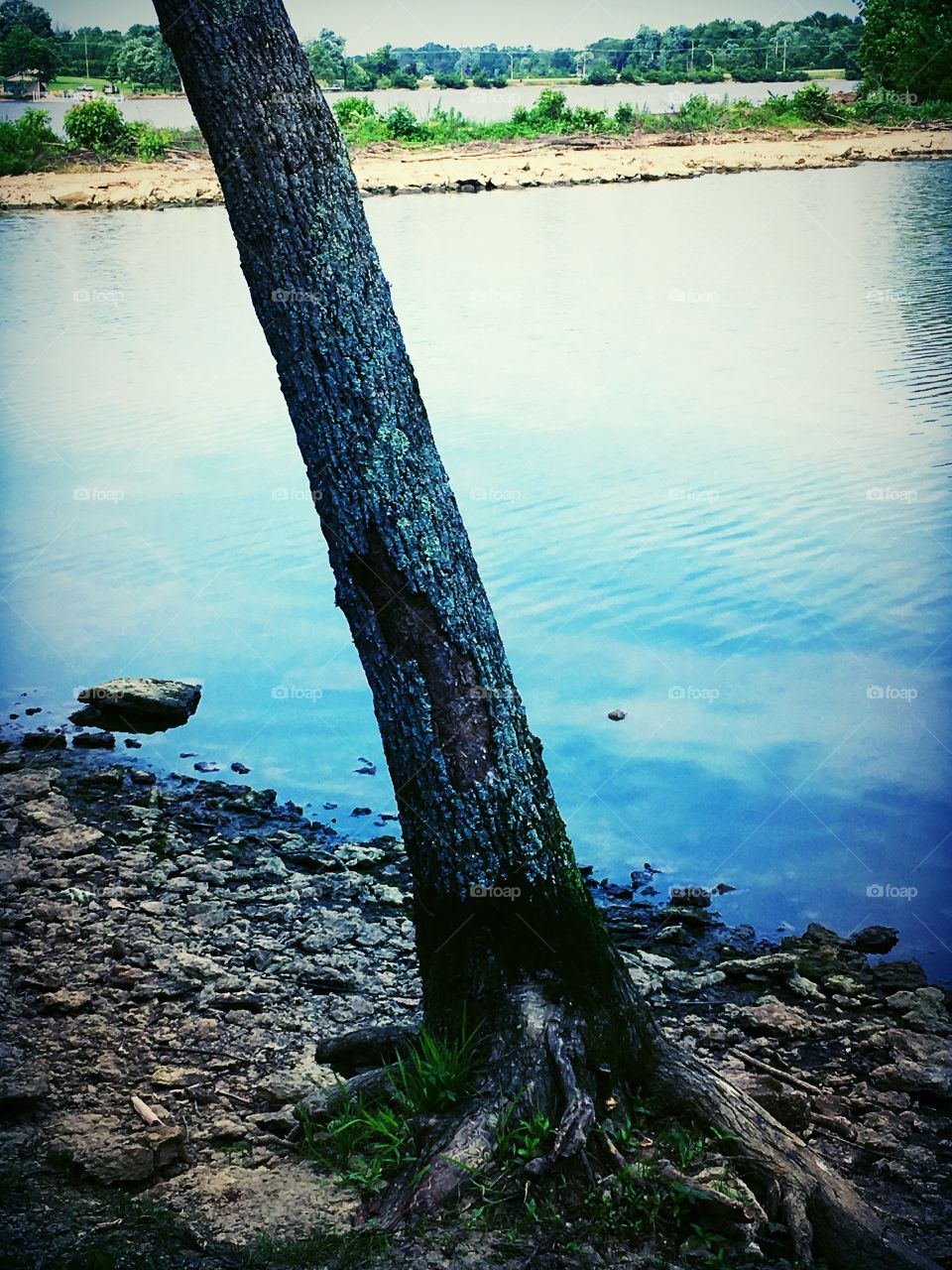 The stories this tree could tell living next to this pond