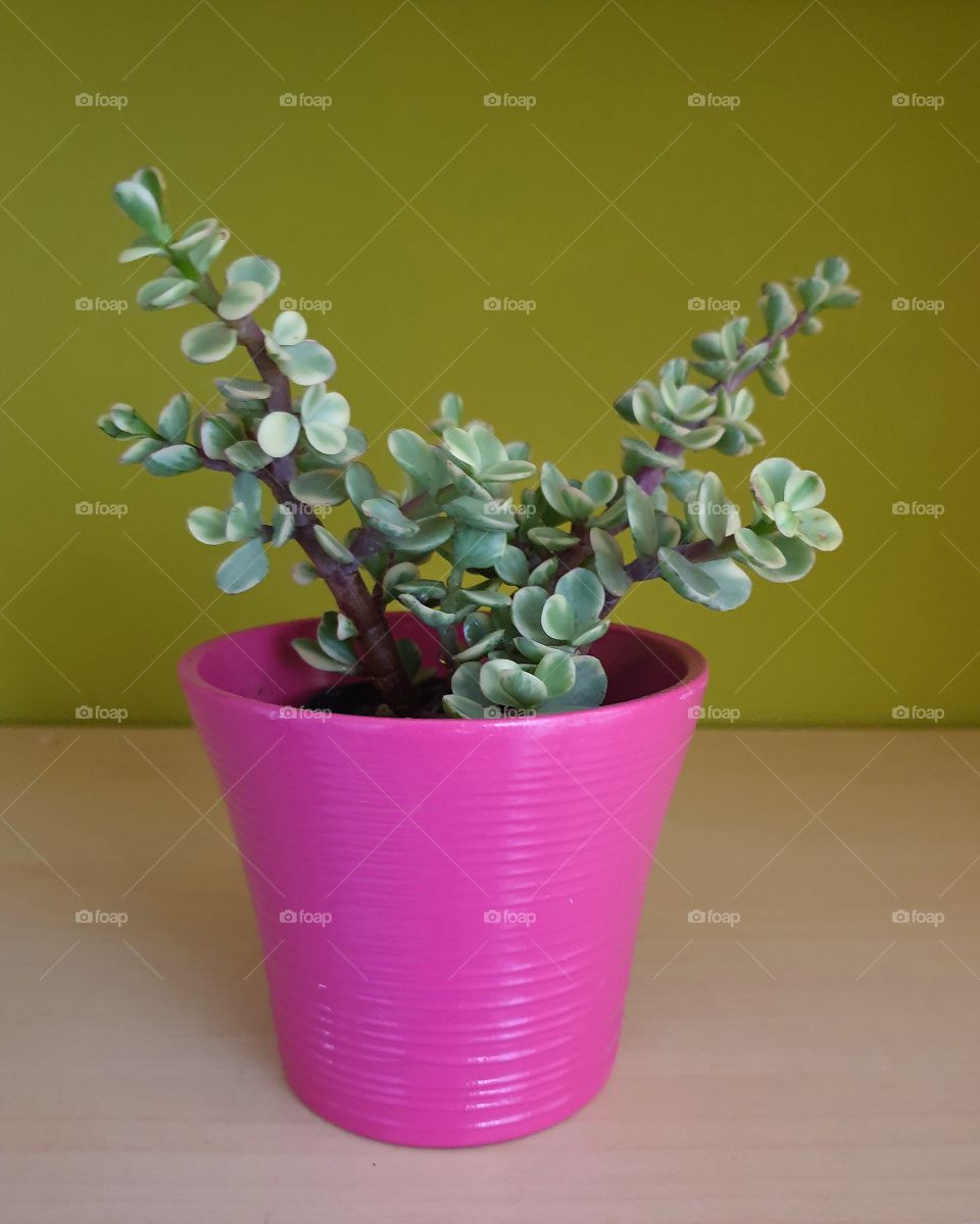 Succulent plant collection