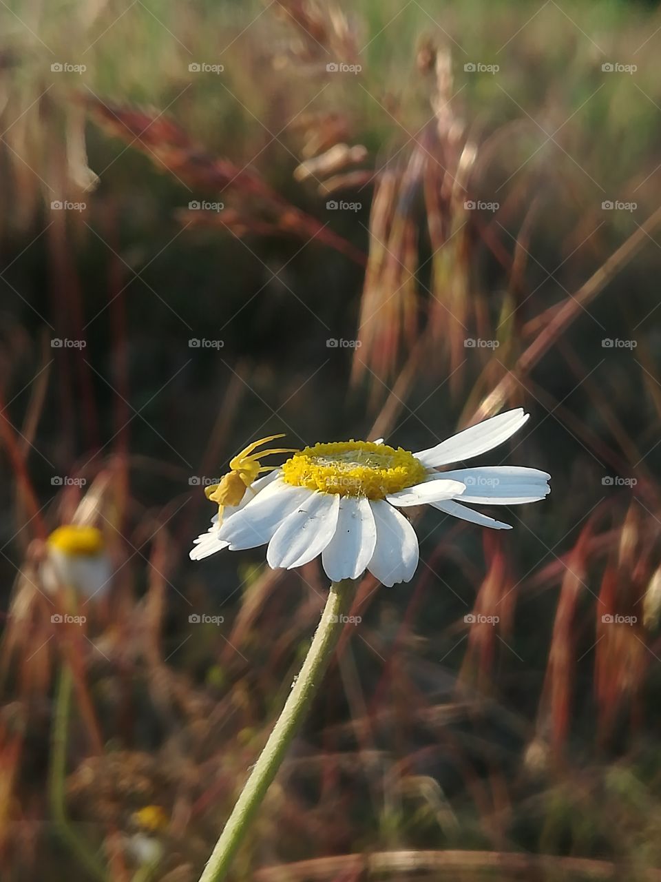 Sun and Flowers