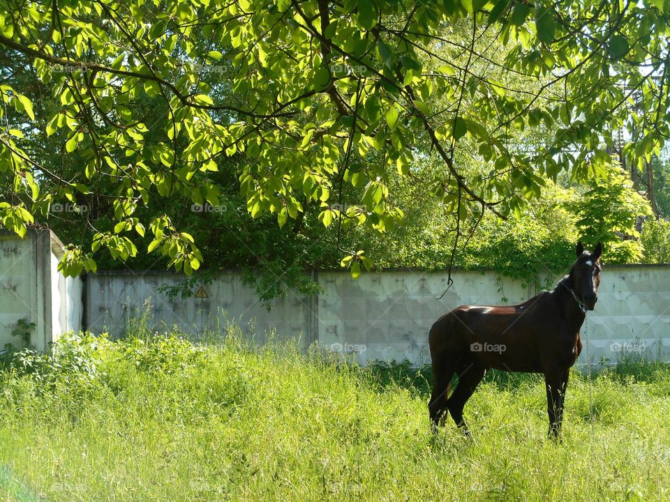 No Person, Outdoors, Grass, Nature, Rural