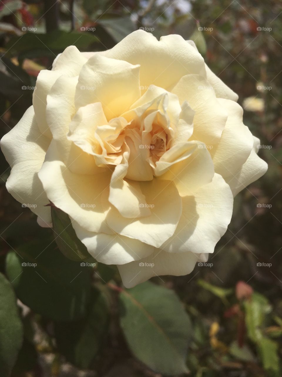 Flores do jardim! Está é a nossa roseira Creme. 