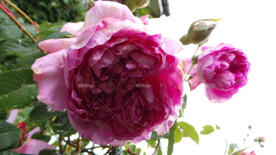 scented big beautiful triple pink roses
Pink Roses
The Meaning Of The Color Of Roses
Happiness, Elegance, Romance, Admiration, Sweetness, Thank You
Ranging from a subtle hint of color to deep and bright, pink roses have come to mean joy, happiness, gratitude and admiration. They’re often seen in bridal arrangements, thank you or congratulations bouquets. Considering the word “rose” brings to mind the faint blush of a fair maiden’s cheeks, it’s not surprising these blooms are a favorite to give and receive.
There are many different variations of pink, from a pale blush to a gentle medium pink to a vibrant pink, each having its own meaning and implication. The palest pink roses are a sign of gentleness, joy and grace. Bridal Pink is a perfect pale pink floribunda rose that is long lasting and offers a spicy scent. The light to medium pink roses can show sympathy or admiration. Lady Diana is a beautiful light pink rose perfect for either emotion. Deep pink roses, such as Laser and Diplomat are perfect choices to show someone how grateful you are to have them in your life.