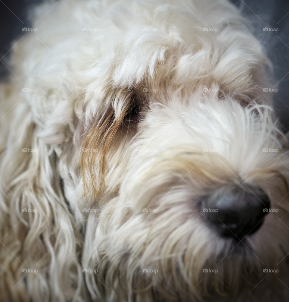 A young male spoodle or cockapoo in closeup portrait view. Spoodle is a hybrid of a cocker spaniel (English or American) and a Poodle (toy or miniature). Temperament includes: Intelligent, Outgoing, Friendly, Active, and Loving.