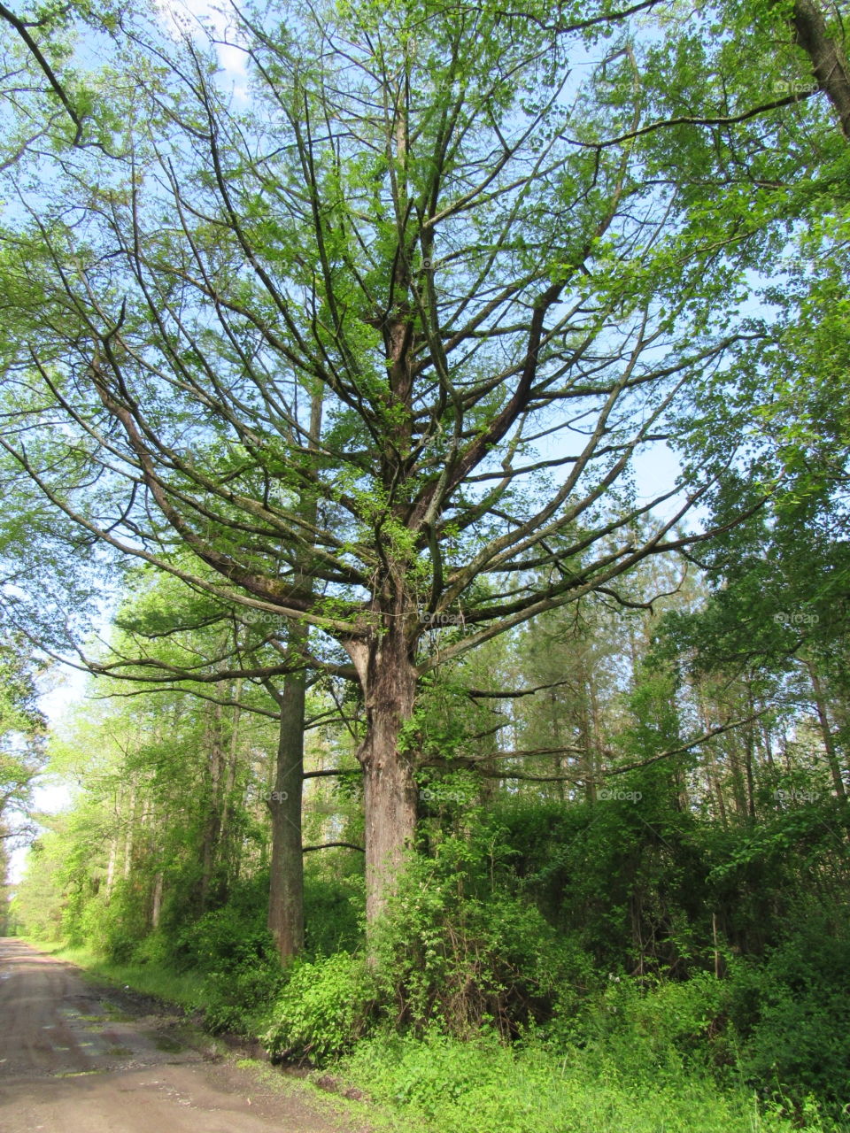 Very old Cypress trees
