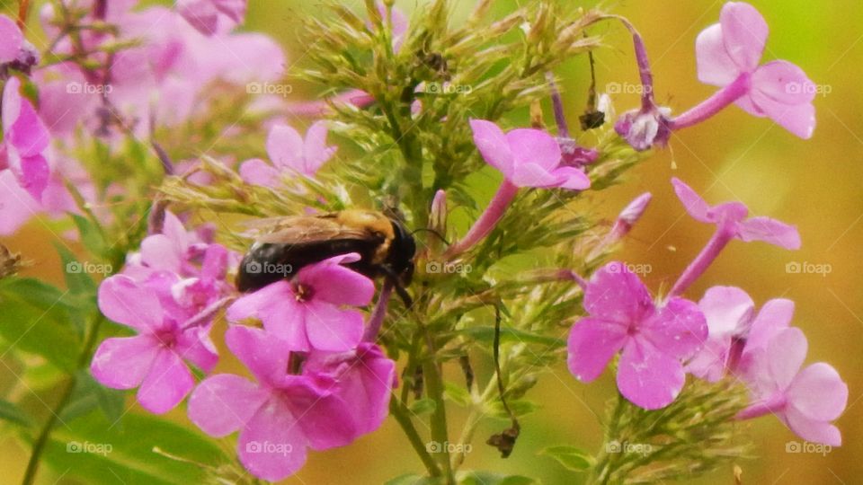 Beautiful pink flowers in green foliage