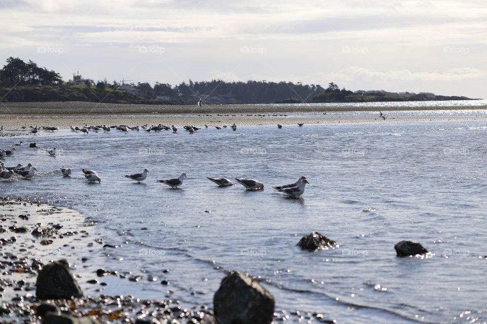 Seagulls in the shallow water 