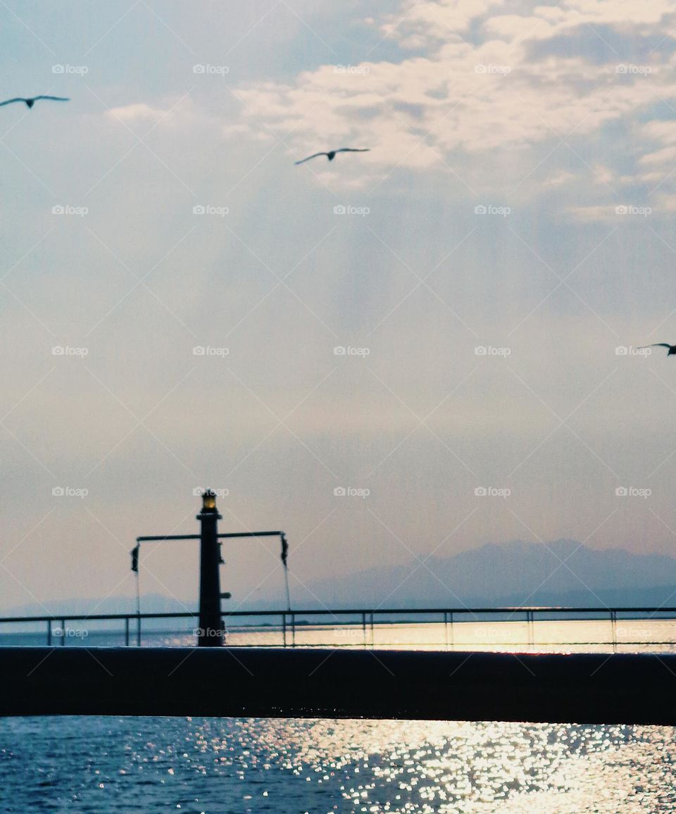 seagulls flying over the sea