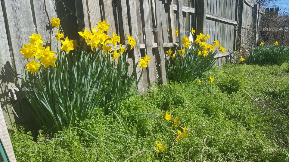 Flower, Daffodil, Flora, Garden, No Person