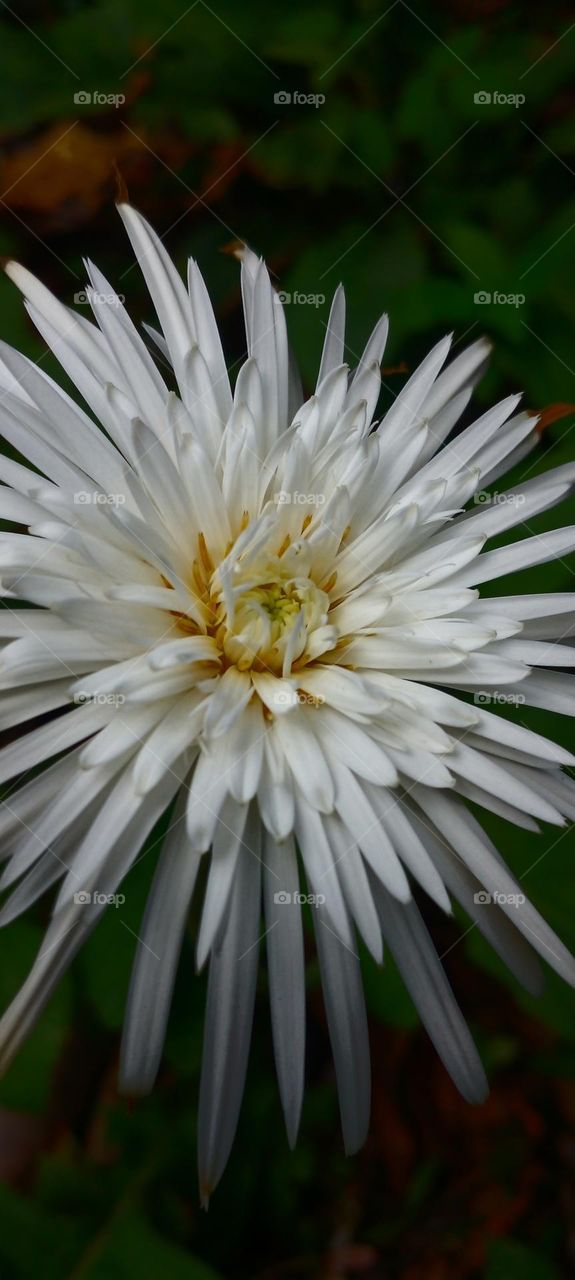 naturelove, white, flower, beautiful, drak background, yellow, uncommon, cute