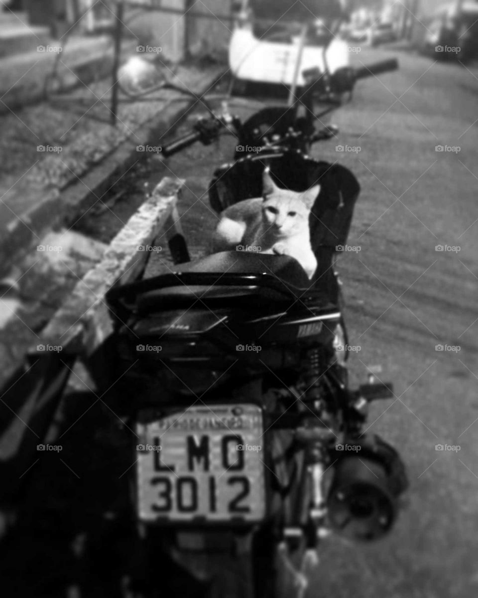 gato em cima de uma moto 🖤