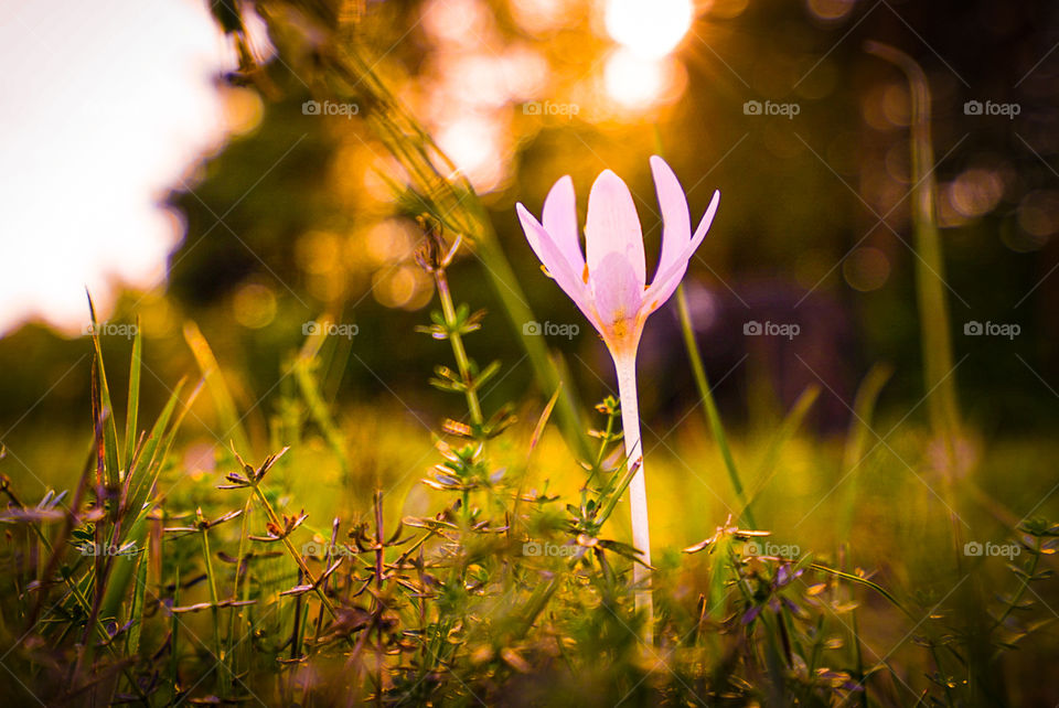 Flower by sundown