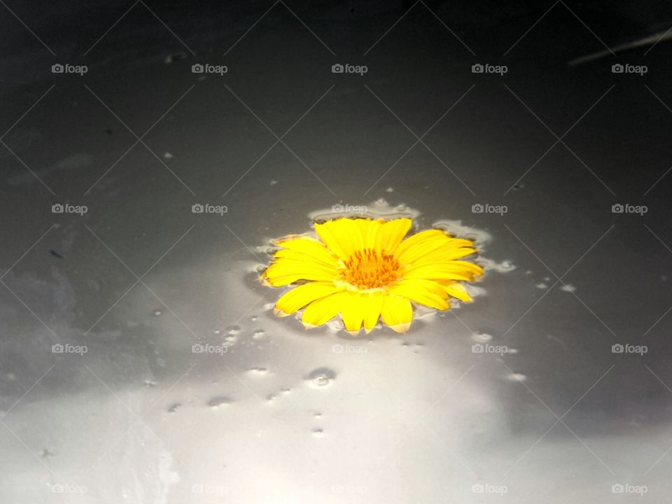 Flower on the dark water