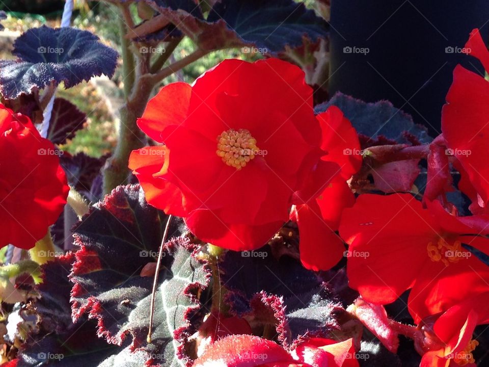 The Definition of Red