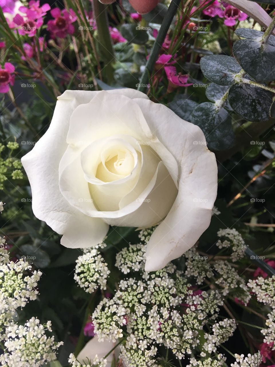 A rose is beauty incomparable...