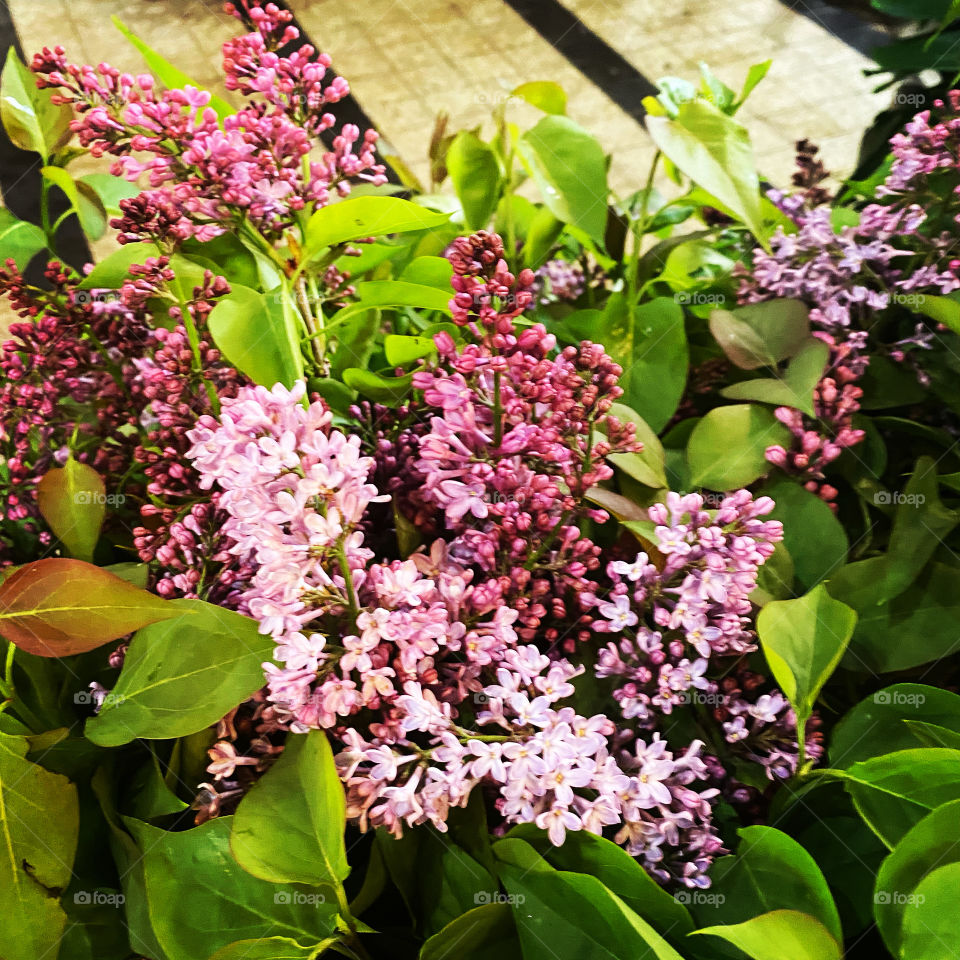Lilacs in Paris 