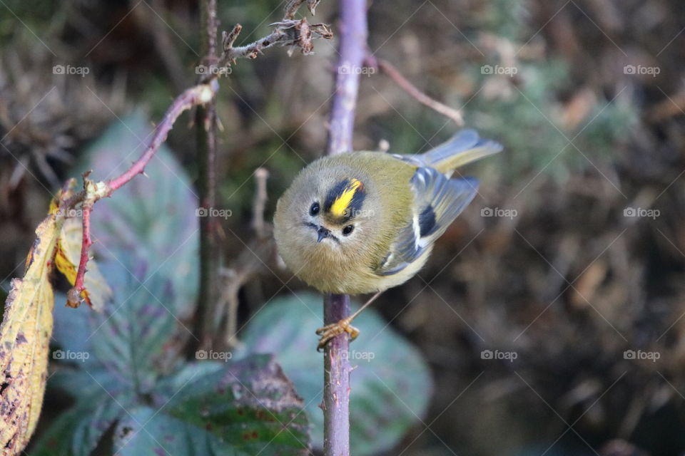 Goldcrest 