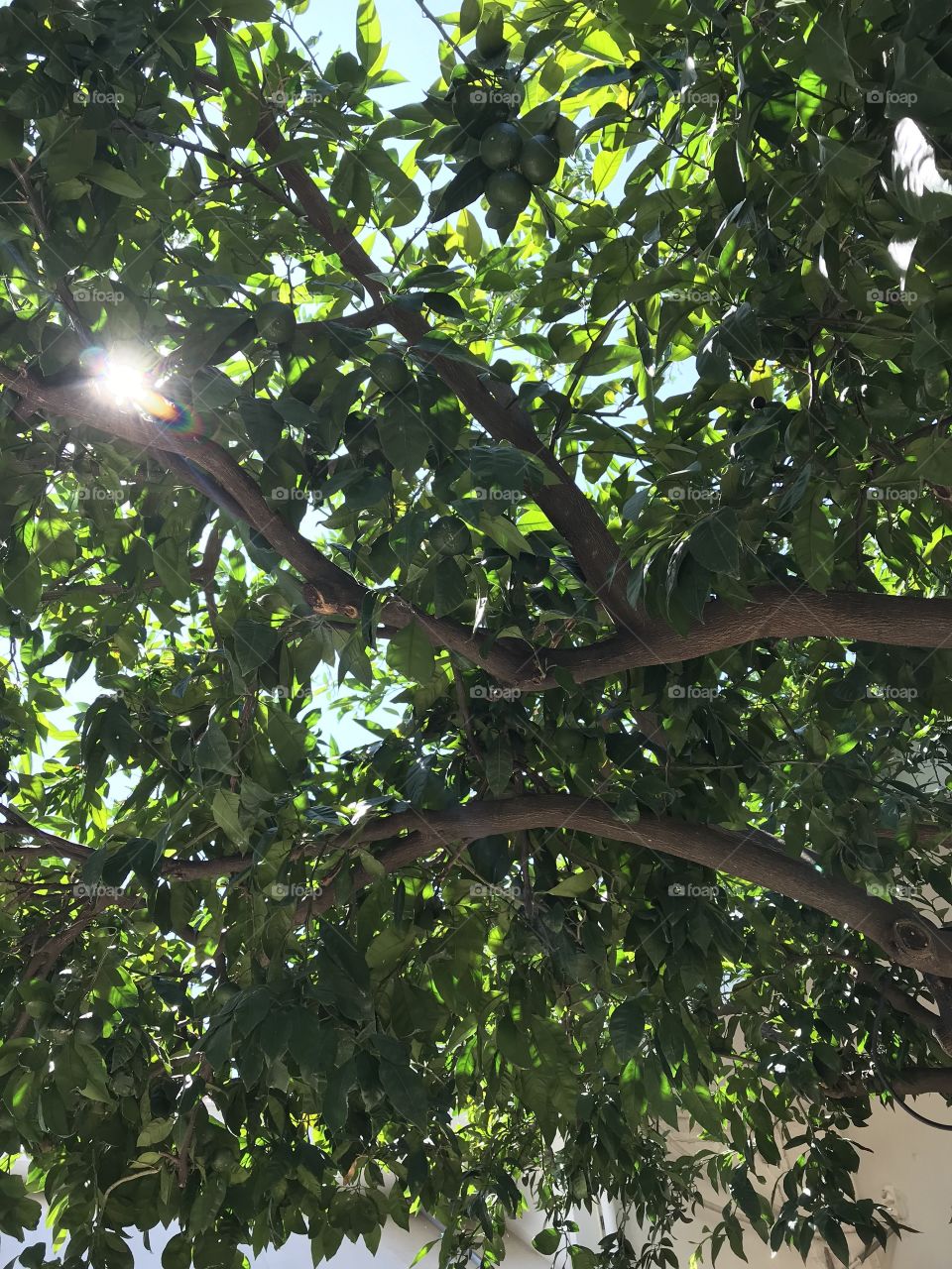 Under the tangerine tree