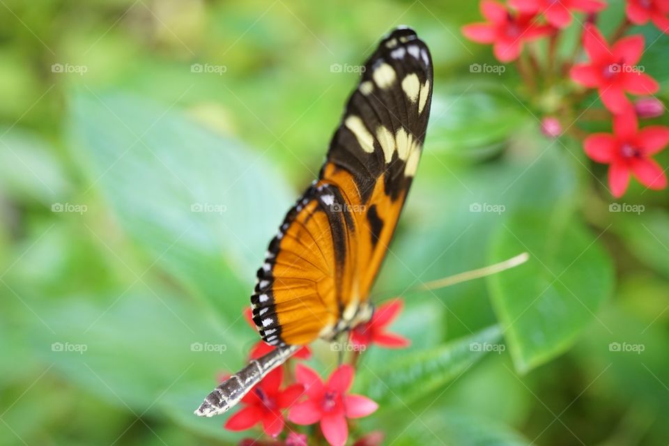 Colorful Tropical Butterfly