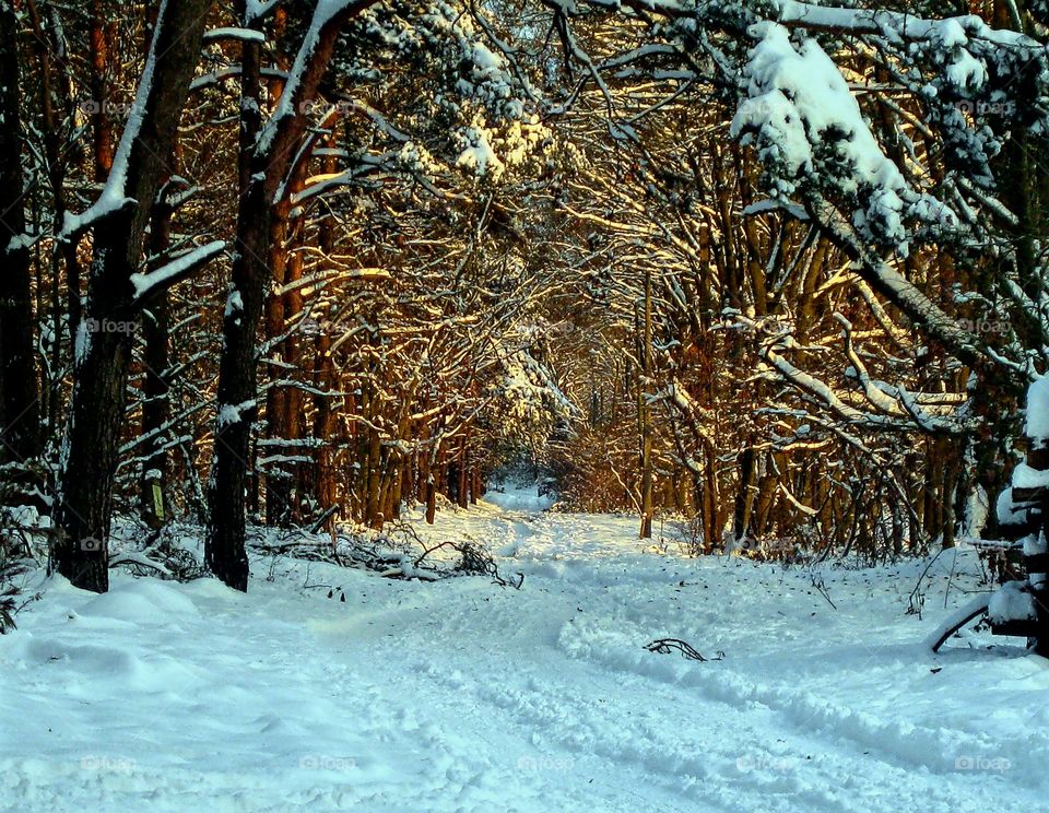 Forest under snow