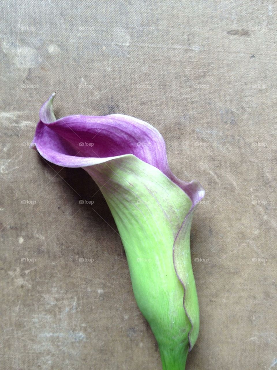 Calla lily on textured background