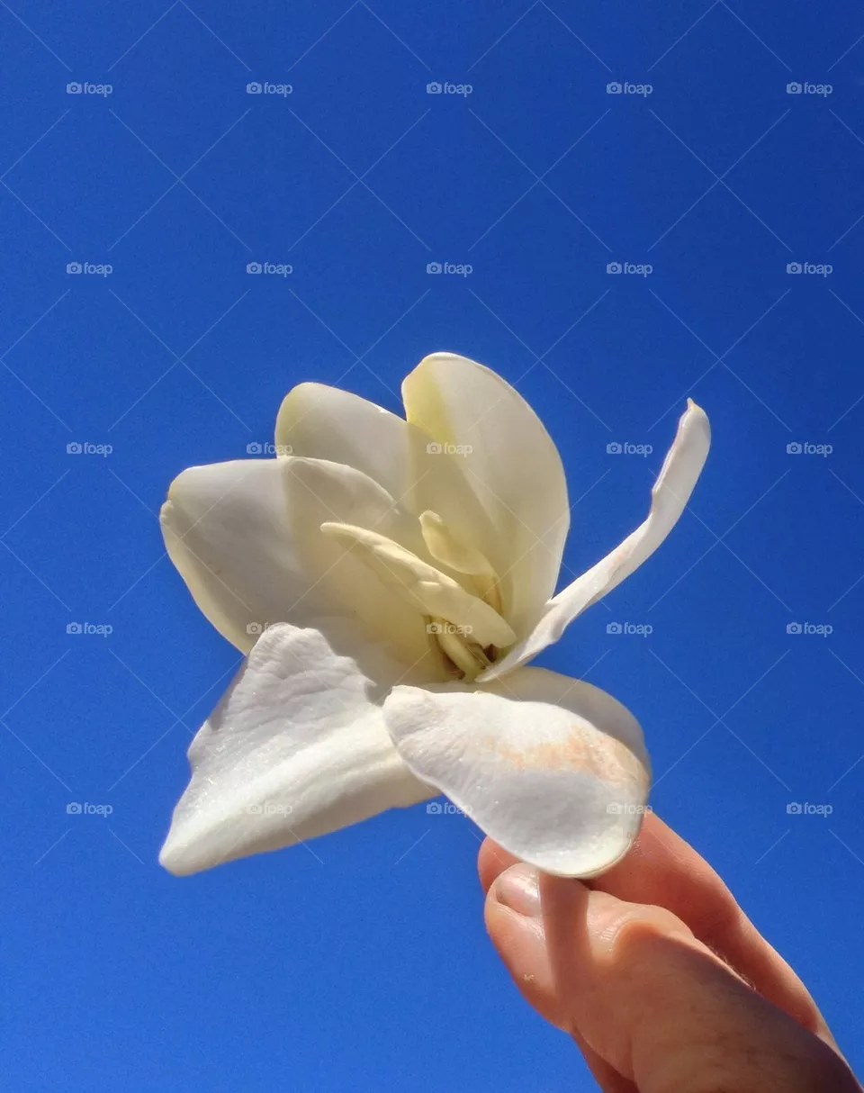 gardenia