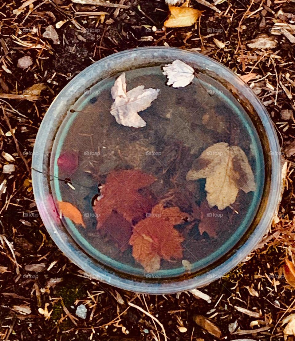 Leaves in water 