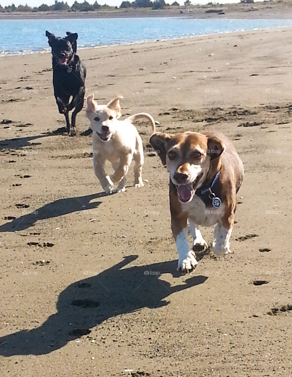 doggy play date on the beach. three pups playing chase on the beach.