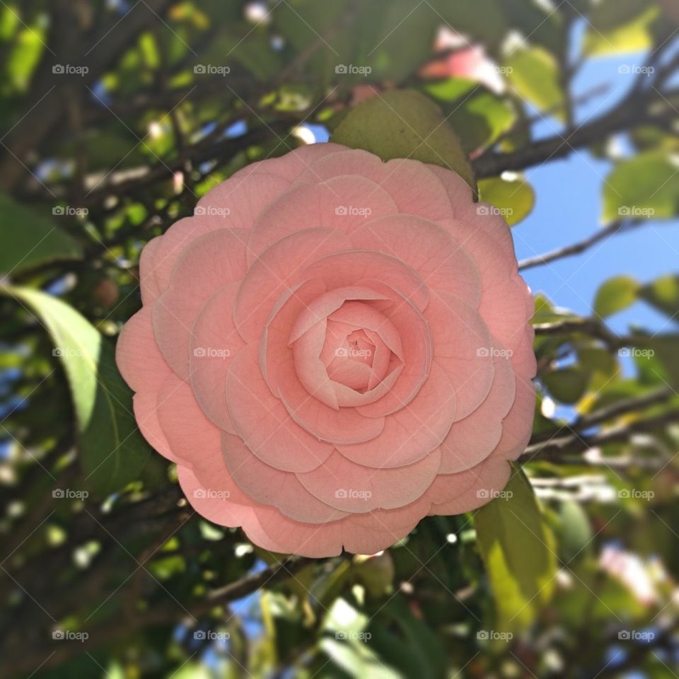 Perfect blossom 1