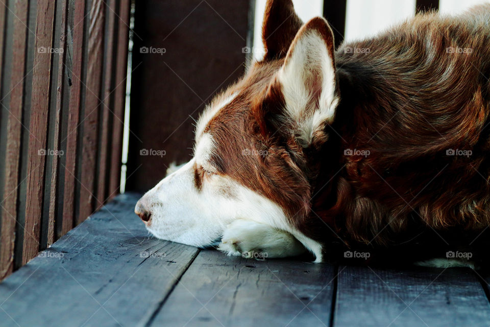 husky looking out on the deck
