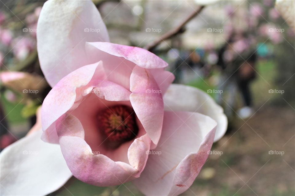 magnolia