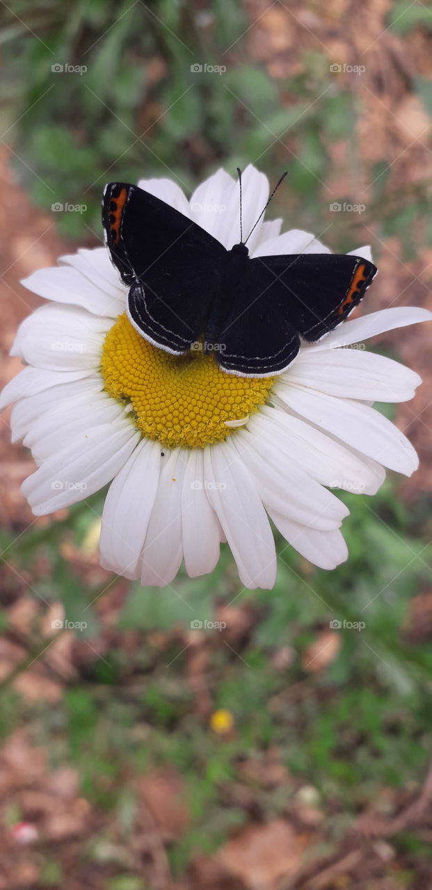 butterfly on a flower