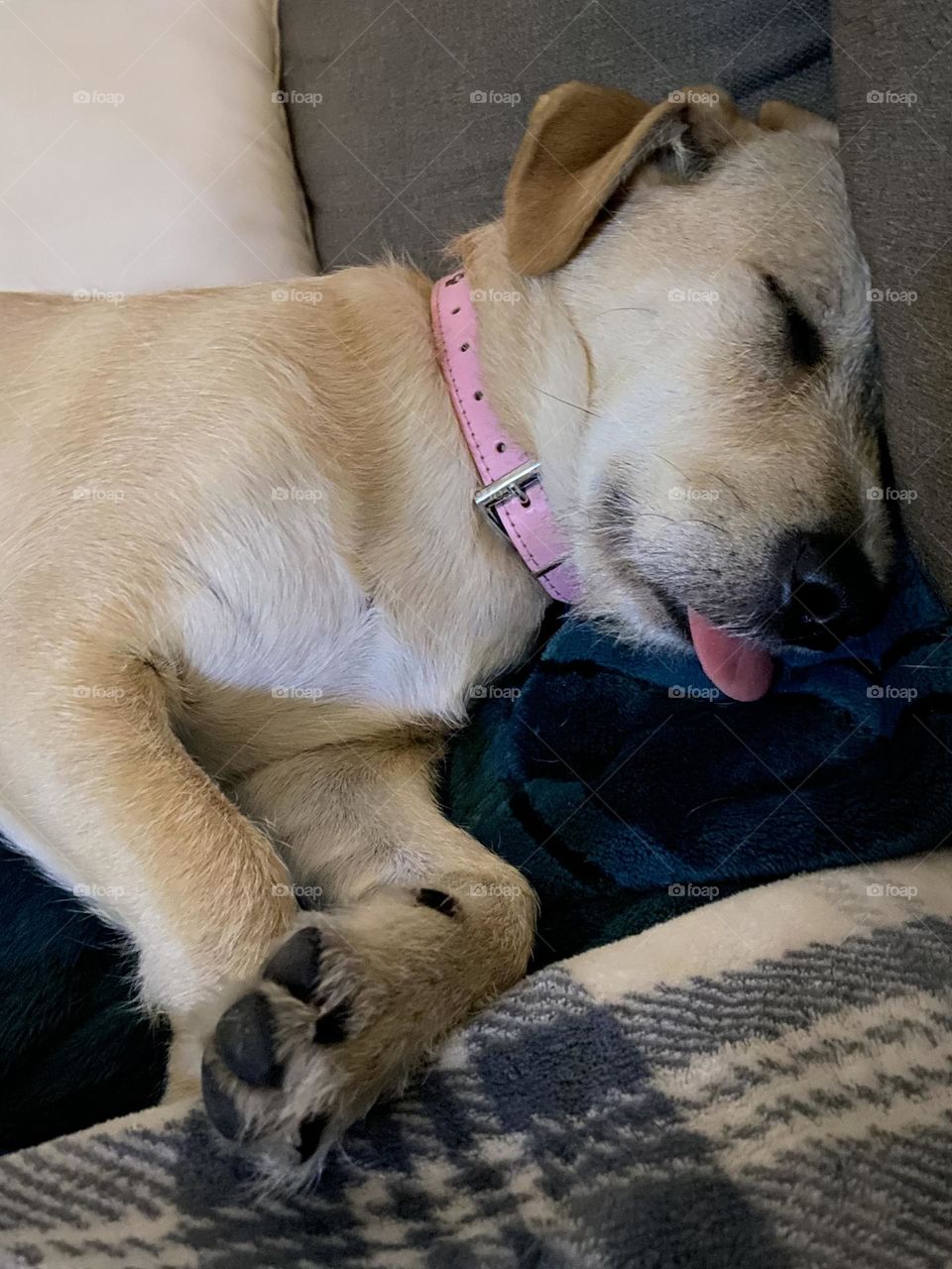 Sleepy pup dreaming of ice cream cones