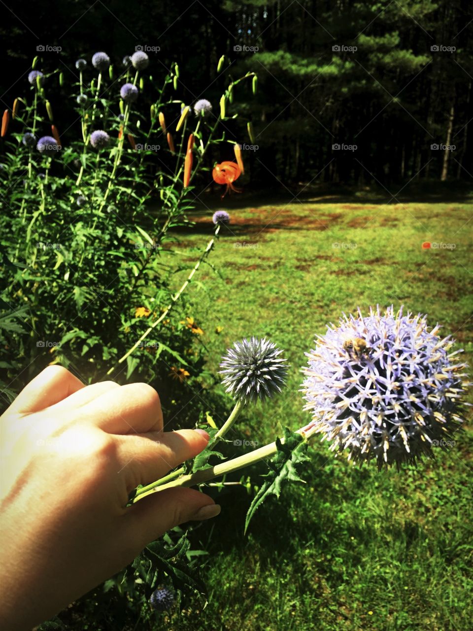 Flower, Flora, Nature, Summer, Growth